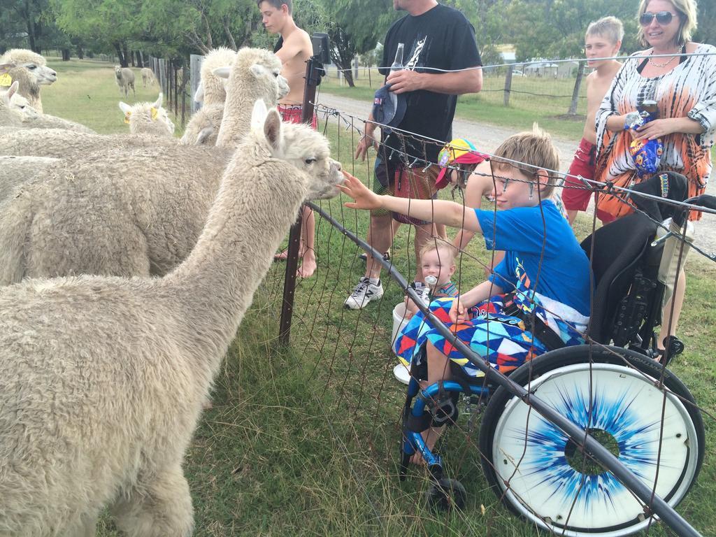 Starline Alpacas Farmstay Resort Broke Eksteriør bilde
