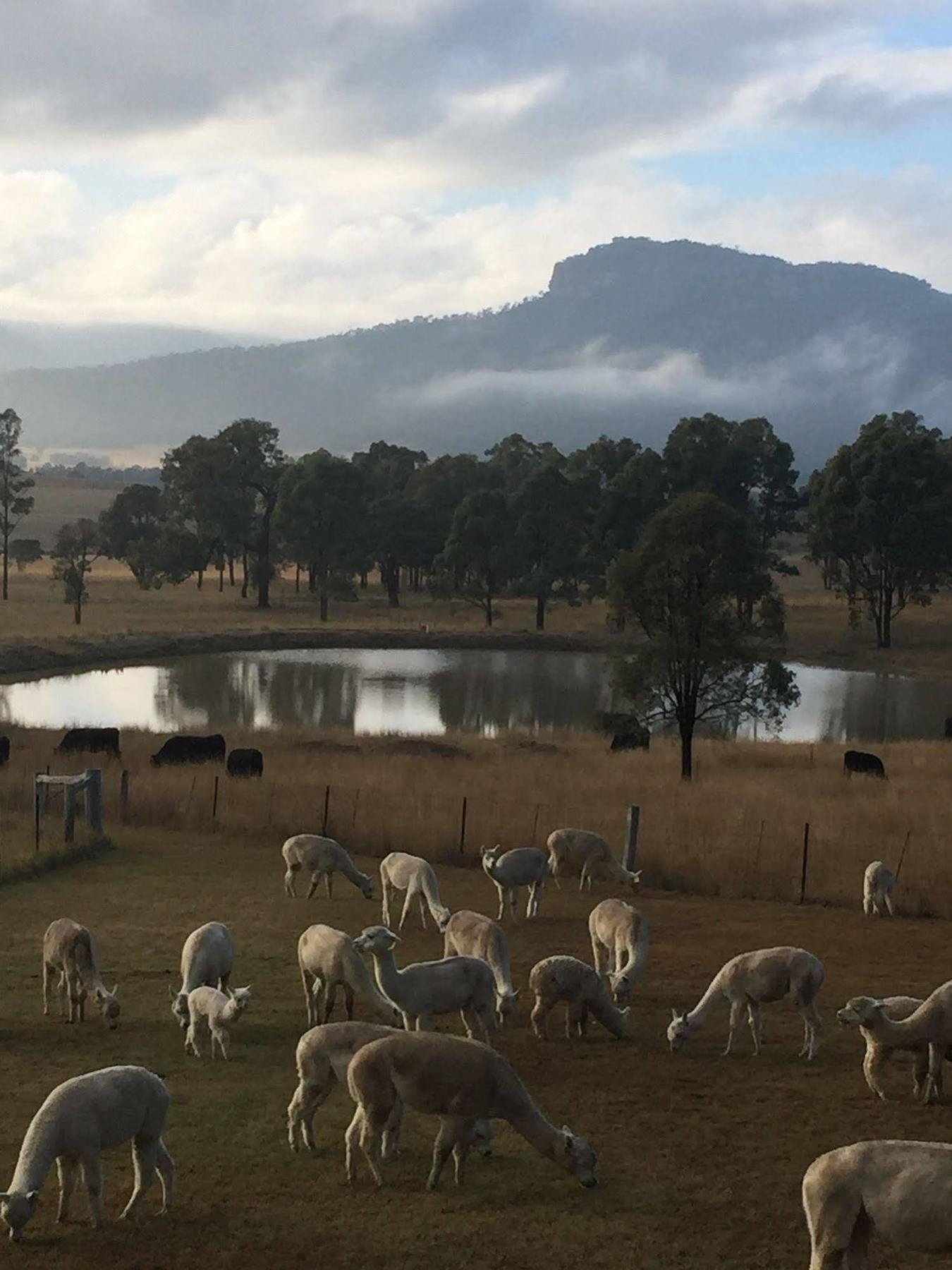 Starline Alpacas Farmstay Resort Broke Eksteriør bilde